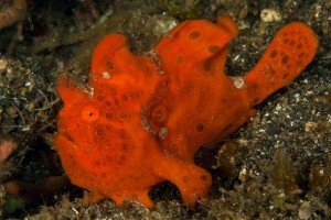 Le poisson grenouille, un compagnon récifal hors normes