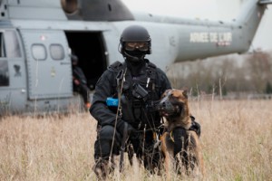 Rôle et utilité des chiens au sein du RAID