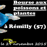 Bourse aux poissons et oiseaux exotiques à Rémilly (57), le dimanche 29 novembre 2015