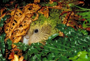 Le Strigops kakapo, ou strigops habroptilus, perroquet hibou de Nouvelle Zélande