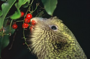 Le Strigops kakapo, ou strigops habroptilus, perroquet hibou de Nouvelle Zélande