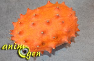 Alimentation : le kiwano, un fruit surprenant pour nos perroquets