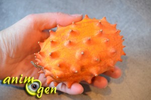 Alimentation : le kiwano, un fruit surprenant pour nos perroquets