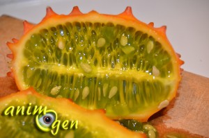 Alimentation : le kiwano, un fruit surprenant pour nos perroquets