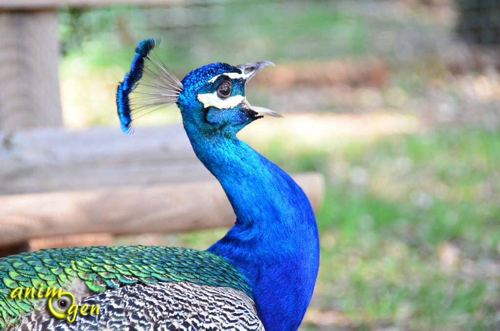 Le paon bleu, Pavo cristatus, oiseau sacré d'Inde