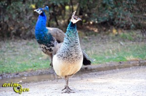 Le paon bleu, Pavo cristatus, oiseau sacré d'Inde
