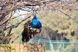 Le paon bleu, Pavo cristatus, oiseau sacré d'Inde