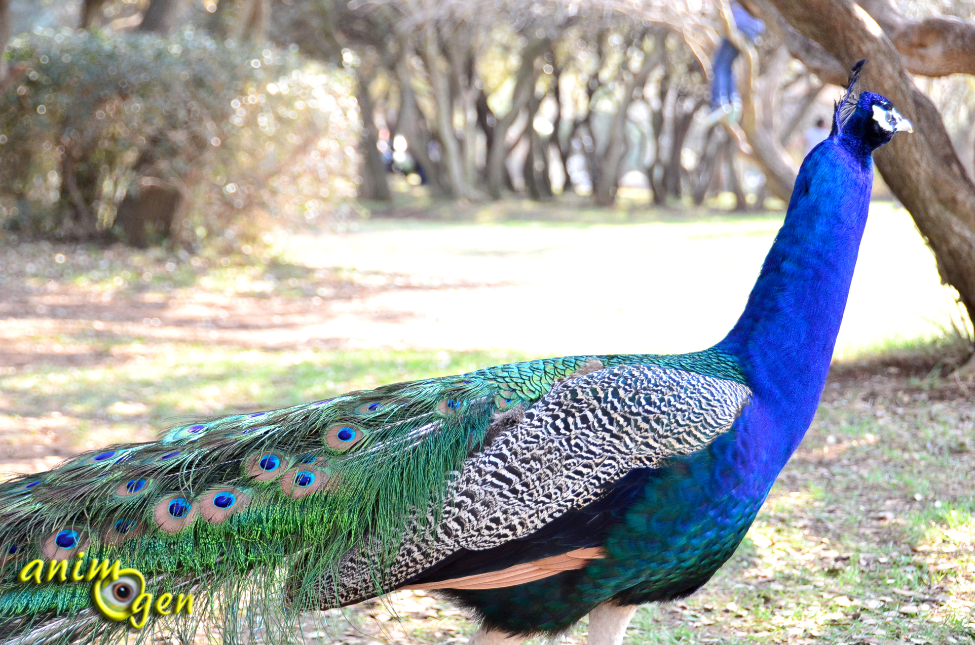 le-paon-bleu-pavo-cristatus-oiseau-sacr-d-inde-animogen