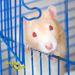 Education et comportement : pourquoi les rats s'échappent-ils de leur cage ? (cause et solution)