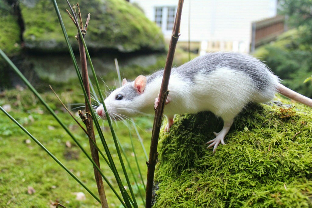 Education et comportement : pourquoi les rats s'échappent-ils de leur cage ? (cause et solution)