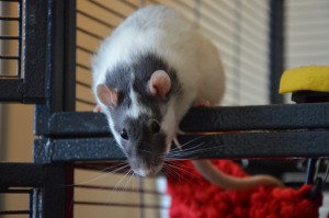 Education et comportement : pourquoi les rats s'échappent-ils de leur cage ? (cause et solution)