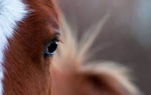 Les outils de perception chez les chevaux