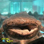 Le sourire de la salamandre géant du Japon (Andrias japonicus)