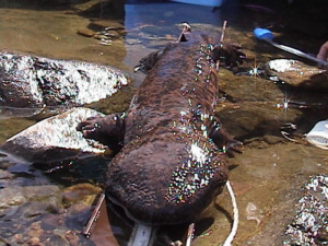 Le sourire de la salamandre géant du Japon (Andrias japonicus
