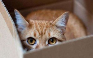 Votre chat est stressé : comment réagir ?