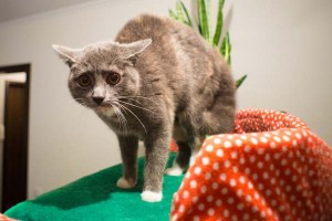 Votre chat est stressé : comment réagir ?