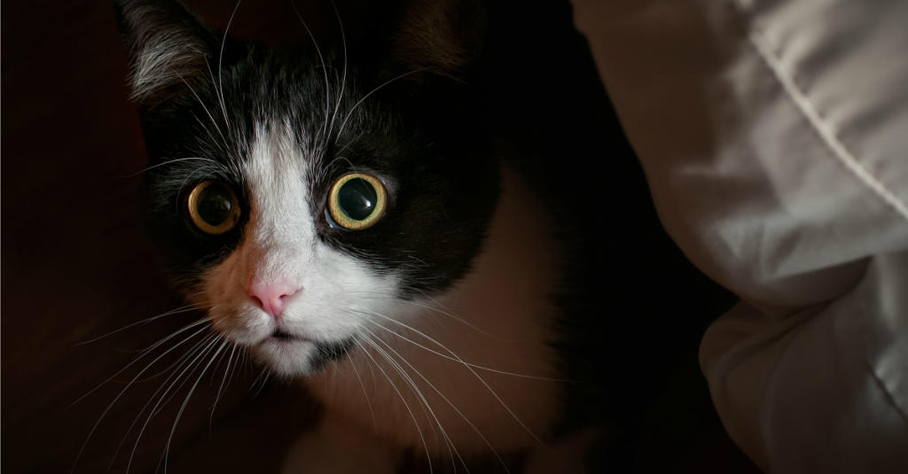 Votre chat est stressé : comment réagir ?