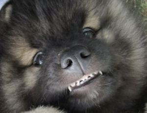 Le Spitz loup, ou Keeshond (origines, éducation, caractère, comportement)