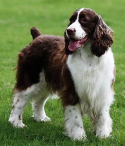 Le Springer Spaniel anglais, ou Springer anglais, un chasseur boute en train