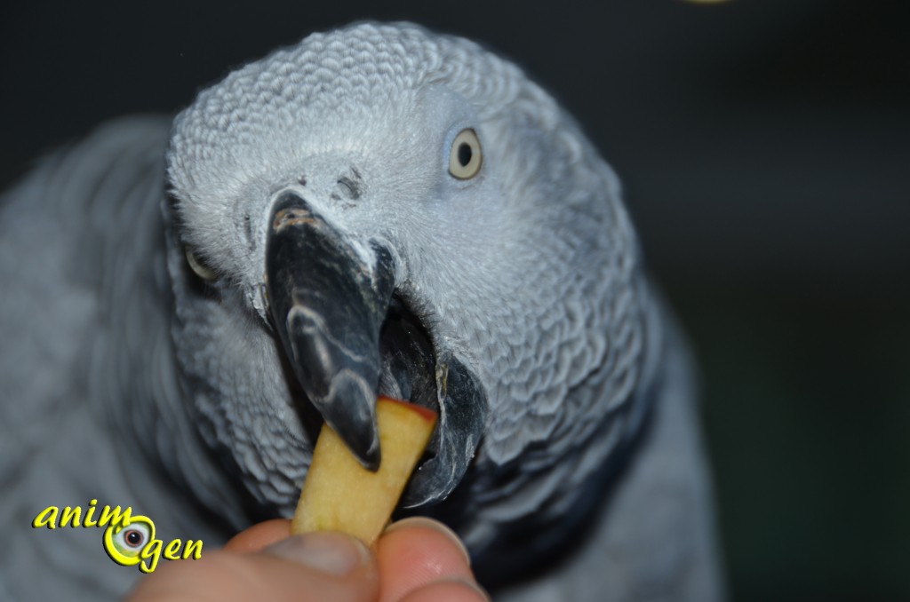 Alimentation : comment faire accepter de nouveaux aliments à nos perroquets ?