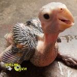 Santé : la goutte chez les perroquets juvéniles (causes, symptômes, traitement)