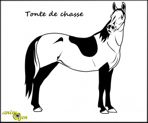 Tondre son cheval en hiver (utilité)