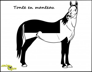 Tondre son cheval en hiver (utilité)