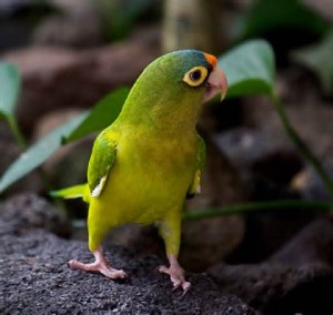 Conure à front rouge, Conure à front orange, ou Aratinga canicularis