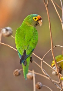 Conure à front rouge, Conure à front orange, ou Aratinga canicularis