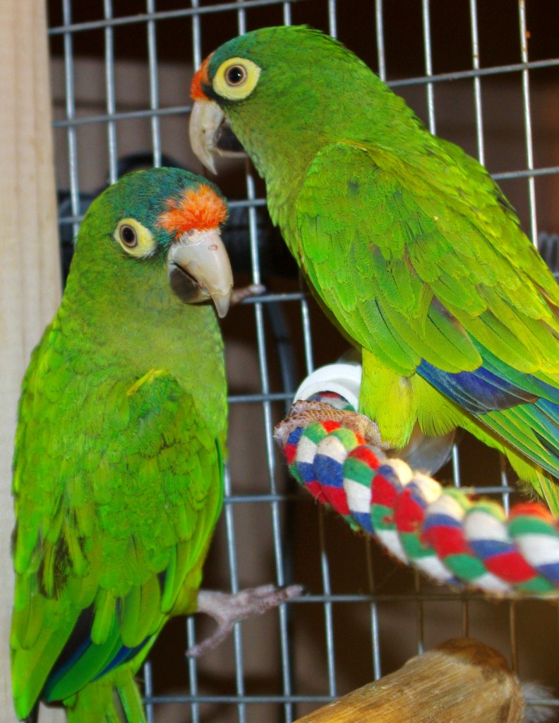 Conure à front rouge, Conure à front orange, ou Aratinga canicularis