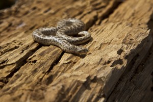 Les serpents, guerriers aux multiples facettes dans l'Antiquité...