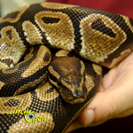 Le Python birman, Python de Birmanie ou Python Molure (Python molurus bivittatus)