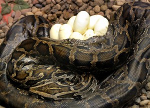 Le Python birman, Python de Birmanie ou Python Molure (Python molurus bivittatus)