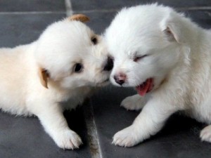 Le jeu chez le chiot : les mâles sont-ils des apprentis Dom Juan face aux femelles ?