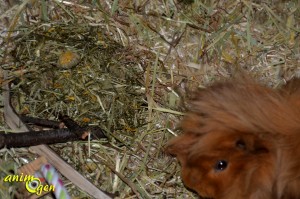 Alimentation pour lapins et rongeurs : foin et fleurs de prairie Blütenwiese, JR Farm (test, avis, prix)