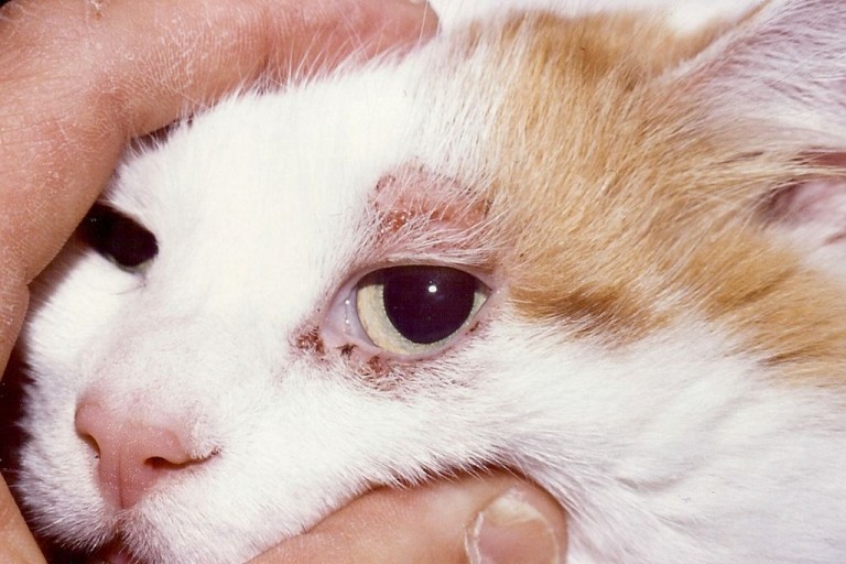 Santé la dermatite atopique, ou atopie féline, chez le chat, causes