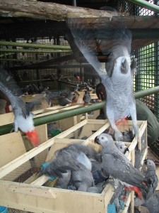 Le dernier souffle du perroquet gris du Gabon au Ghana