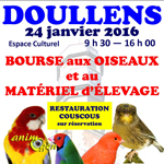 Bourse aux oiseaux à Doullens (80), le dimanche 24 janvier 2016