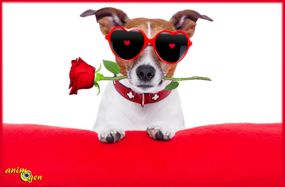 La Saint Valentin n'est pas faite pour les chiens, enfin, quoique...