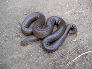 Le boa caoutchouc, ou boa de gomme (Charina bottae), un nom qui lui va comme un gant