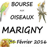 Bourse aux oiseaux à Marigny (50), le dimanche 14 février 2016
