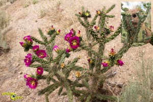 Jeux et accessoires : la cholla, un bois qui a du piquant pour nos perroquets