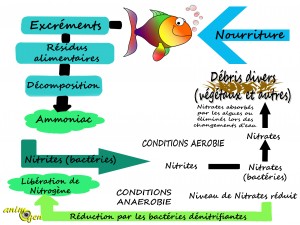 La filtration biologique dans un aquarium d'eau eau douce (fonction, utilité)