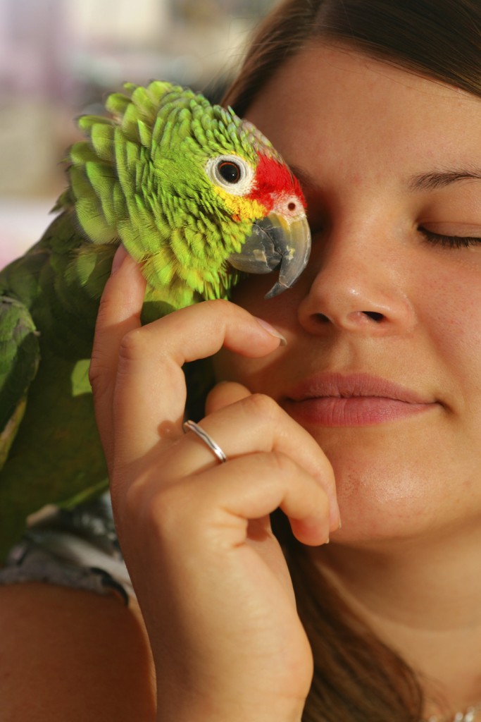 Education et comportement : mon perroquet parlera-t-il ?