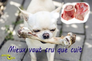 Alimentation et santé : peut-on donner des os à notre chien ?