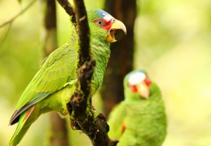 Perroquets : la formation d'un couple chez les Amazones