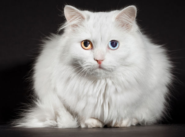 Résultat de recherche d'images pour "chat angora"