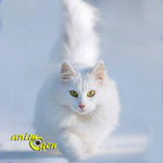 L’Angora turc, un chat-chien qui a le dernier mot