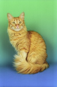 L’angora turc, un chat-chien qui a le dernier mot