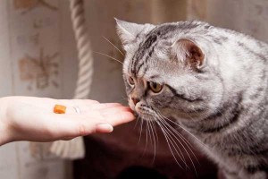 Alimentation et comportement : manger avec modération rend les chats plus affectueux